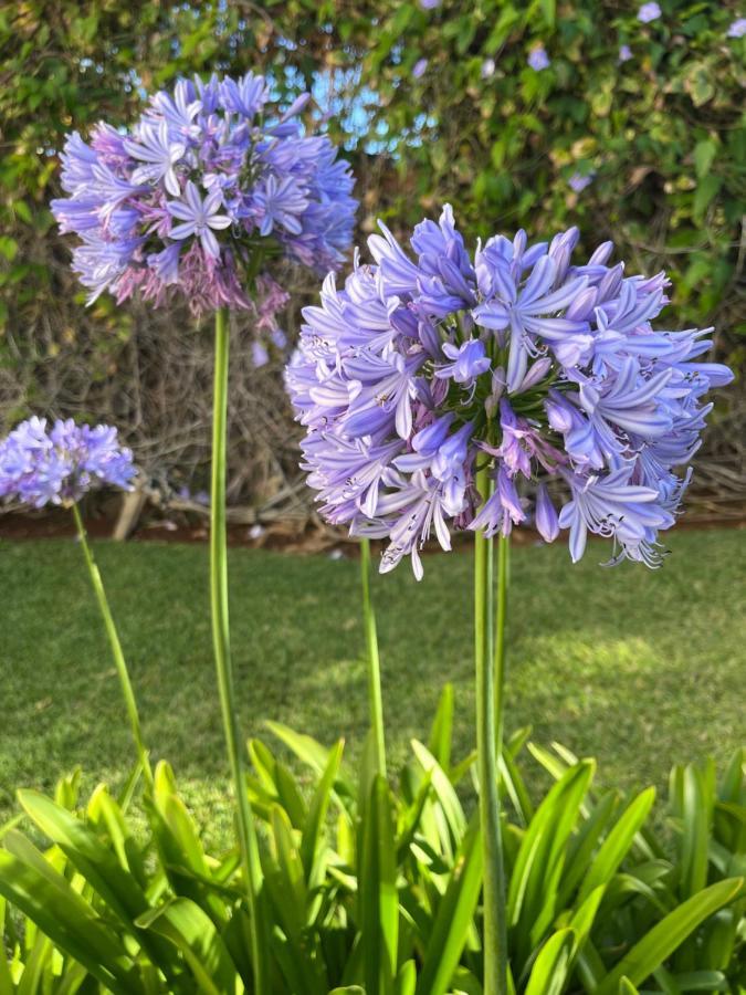 Dream Garden Apartment Santa Cruz de Tenerife Ngoại thất bức ảnh